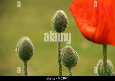 Red poppy flower and buds Stock Photo