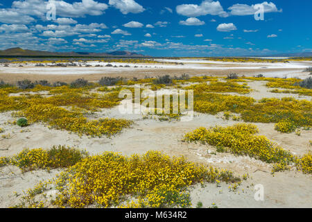 Tidy Tips, Goldfields, Soda Lake, Carrizo Plain National Monument, California Stock Photo