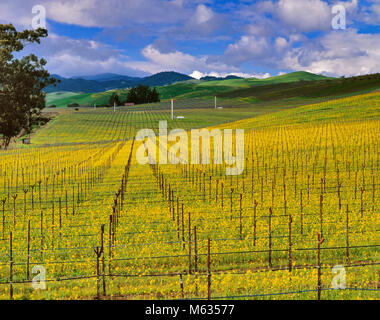 Clearing Storm, Mustard Field, Carneros Appellation, Napa Valley, California Stock Photo