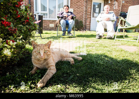 Ginger tabby cat resting in sun with white middle aged couple, England Stock Photo