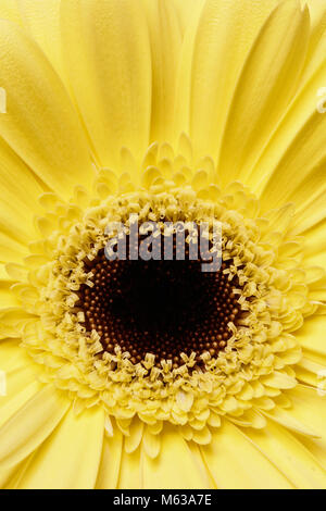 Close up macro shot of a yellow Gerbera flower Stock Photo