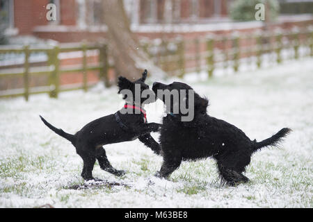 Cocker Spaniel’s playing in the snow. Stock Photo
