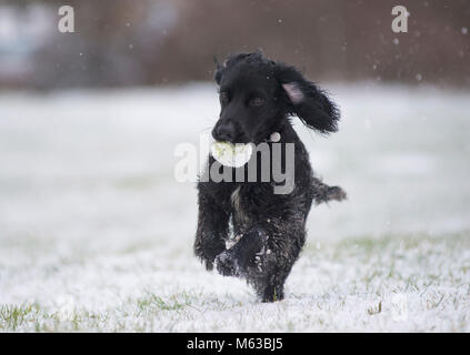 A Cocker Spaniel running in the snow. Stock Photo