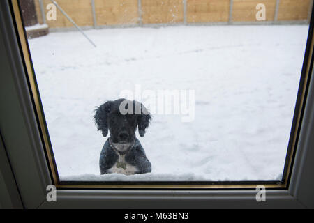 A puppy Cocker Spaniel waiting at the door to come in the house. Stock Photo