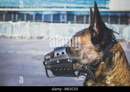 a portrait of a Malinois Belgian Shepherd breed dog with a leather mussel guarding for safety Stock Photo