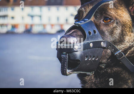 a portrait of a Malinois Belgian Shepherd breed dog with a leather mussel guarding for safety Stock Photo