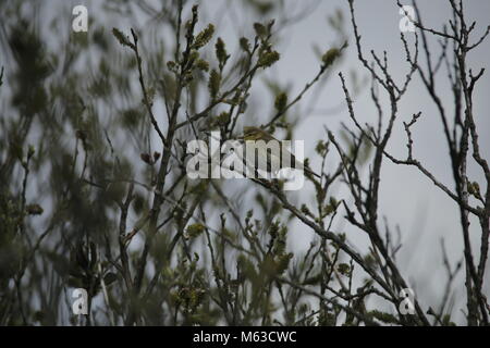 Siberian chiffchaff in the spring Stock Photo
