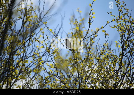 Siberian chiffchaff in the spring Stock Photo