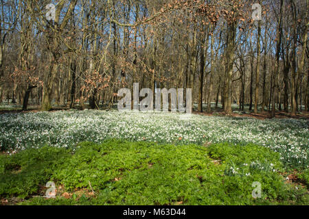 Beech woodlands covered with snowdrops in February at Welford Park, Berkshire, UK Stock Photo