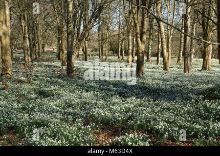 Beech woodlands covered with snowdrops in February at Welford Park, Berkshire, UK Stock Photo