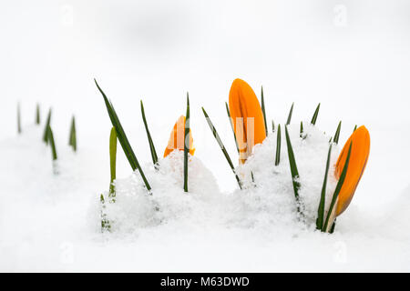 Crocus flowers peep through snow in Leicestershire, 28th February 2018. Stock Photo