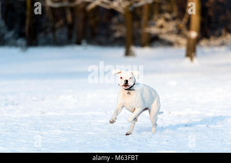 London, UK. 28th Feb, 2018. UK Weather: Dogs playing after heavy overnight snow on Wandsworth Common, London, UK. Credit:Ashley Western/Alamy Live News Stock Photo
