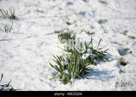 Merton, London, UK. 28 February 2018. UK Weather: Spring daffodils freeze after overnight snow in south west London park. Credit: Malcolm Park/Alamy Live News. Stock Photo