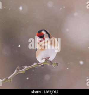 Norfolk , England , Uk. 28th February 2018. A Goldfinch (Carduelis carduelis) feeding in freezing conditions in a Norfolk garden. Credit: Tim Oram/Alamy Live News Stock Photo