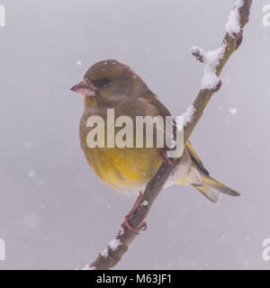 Norfolk , England , Uk. 28th February 2018. A male Greenfinch (Carduelis chloris) feeding in freezing conditions in a Norfolk garden. Credit: Tim Oram/Alamy Live News Stock Photo