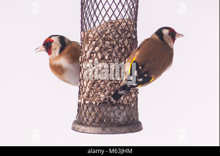 Norfolk , England , Uk. 28th February 2018. A pair of Goldfinchs (Carduelis carduelis) feeding in freezing conditions in a Norfolk garden. Credit: Tim Oram/Alamy Live News Stock Photo
