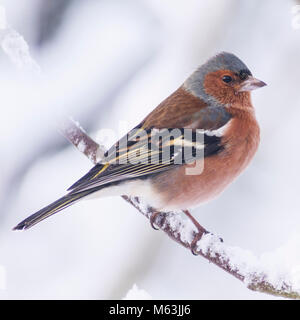 Norfolk , England , Uk. 28th February 2018. A Male Chaffinch (Fringilla coelebs) feeding in freezing conditions in a Norfolk garden. Credit: Tim Oram/Alamy Live News Stock Photo