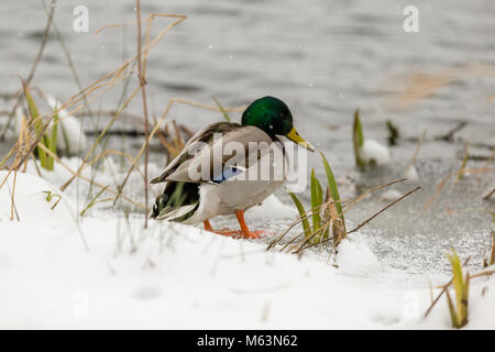 Male drake mallard duck (Anas platyrhynchos) walking in the snow around the lake in Castletown House and Park, Celbridge, County Kildare, Ireland Stock Photo