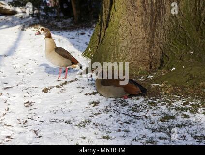London England United Kingdom; 28th February 2018: Egyptian Geese taking shelter from the current arctic-like conditions that have enveloped the UK  during the aptly named 'Beast From The East'weather that has blown in from the Arctic. Josef Mills/AlamyNews Live Stock Photo