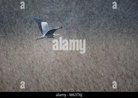 Marazion, Cornwall, UK. 28th February, 2018. A heron braves the 'Beast from the East' as snow comes to Cornwall. Credit Neil Henderson/Alamy Live News Stock Photo