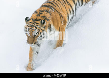 Yorkshire Wildlife Park, Doncaster. 28th Feb, 2018. UK Weather: A tiger prowls in the snow as the beast from the east arrives in style ;Beast from the East, Snow and Weather images from Yorkshire Wildlife Park Doncaster, 28th February 2018, Credit: News Images/Alamy Live News Stock Photo