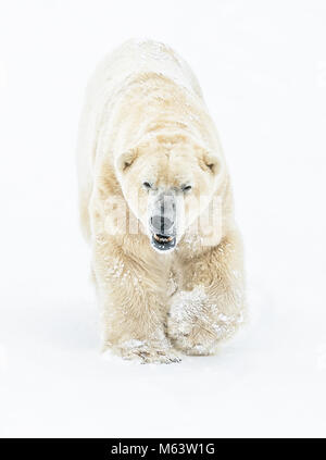 Polar bear arrives at Yorkshire Wildlife Park Stock Photo - Alamy