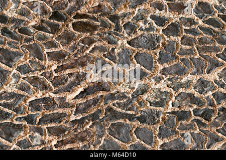 Bark seamless pattern, skin style bark Stock Photo