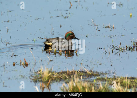 Drake or male teal (Anas crecca) swimming on flooded meadow in winter. Stock Photo