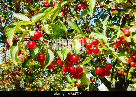 Closeup of sunlit red crab apples hanging on a crabapple tree. Stock Photo