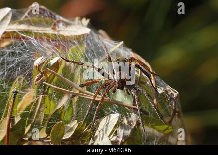 Raft spider, Dolomedes fimbriatus, female guarding nest Stock Photo