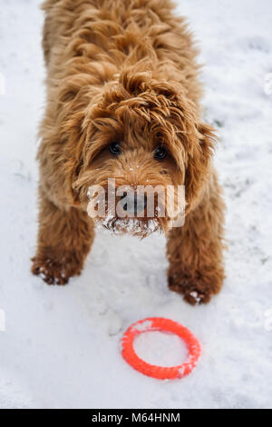 red toy cockapoo