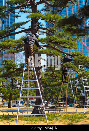 A pair of arborists, tree surgeons, at work in Tokyo Japan. A tall bonsai style Japanese Black Pine, Pinus thunbergii, in a downtown Tokyo park area Stock Photo