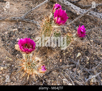 Blooming strawberry hedgehog cactus, Echinocereus engelmannii, aka Engelmann's hedgehog, Saguaro National Park, Sonoran Desert, Arizona, USA Stock Photo