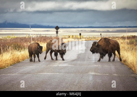 American bison family cross a road in Grand Teton National Park, Wyoming, USA. Stock Photo