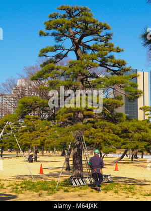 An arborist, tree surgeon, in Tokyo Japan. A tall bonsai style Japanese Black Pine, Pinus thunbergii, in a downtown Tokyo park area Stock Photo