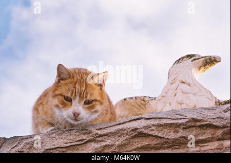 Homeless scared cat on fence and duck face, low angle view Stock Photo