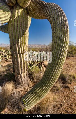 Twisted branches of saguaros, prickly pears, Cactus Forest Drive, Rincon Mountain District, Saguaro National Park, Sonoran Desert, Arizona, USA
