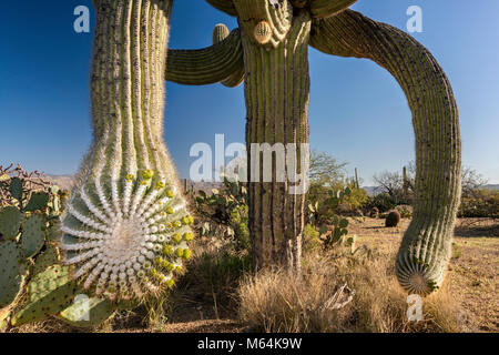 Twisted branches of saguaros, prickly pears, Cactus Forest Drive, Rincon Mountain District, Saguaro National Park, Sonoran Desert, Arizona, USA