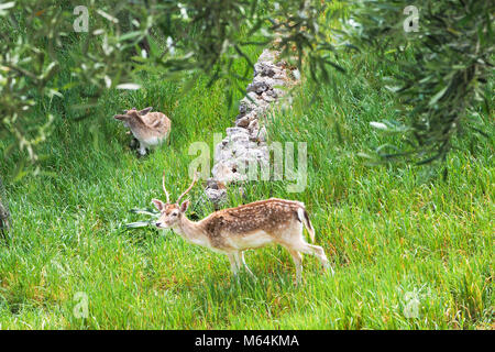 Deer eating grass in wilderness Stock Photo
