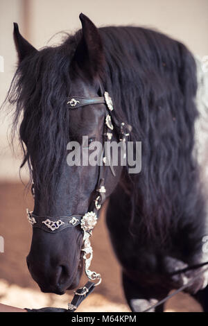 close up of Head of black horse Stock Photo