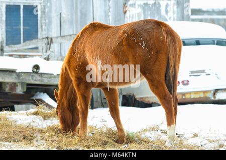 Horse Farm in Iowa Stock Photo