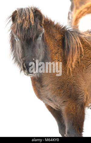 Horse Farm in Iowa Stock Photo