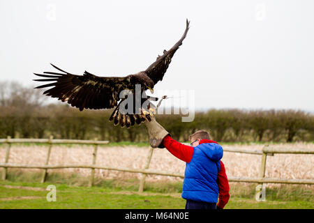 Immature Bald Eagle landing on gauntlet of boy Herrings Green Farm falconry centre Stock Photo
