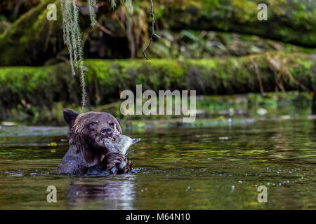 Grizzly bear feeding on salmon at a river mouth in the Great Bear Rainforest, First Nations Territory, British Columbia, Canada. Stock Photo