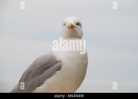 Portrait of a European Herring Gull (Larus Argentatus) at St.Leonards-on-Sea in East Sussex, England. Stock Photo