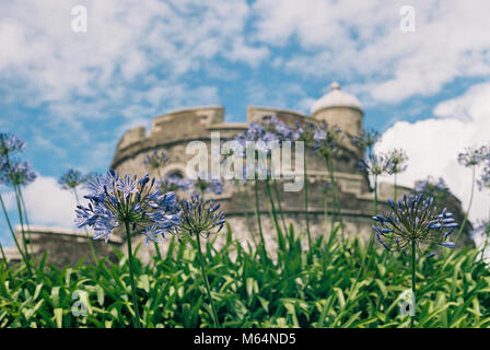 Flower bed growing in front of an old historic castle. Sunny day at St Mawes, England. Shallow depth of field to separate flowers from the background. Stock Photo