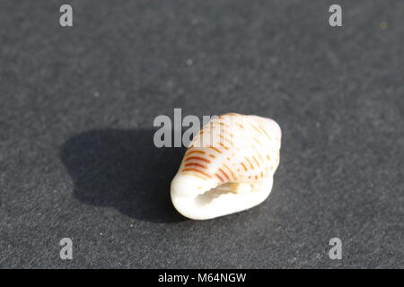 Beautiful tropical conus snail Stock Photo