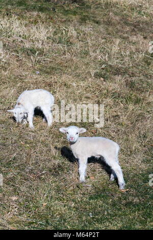 Pair of cute newborn little lambs on pasture, sunny day Stock Photo