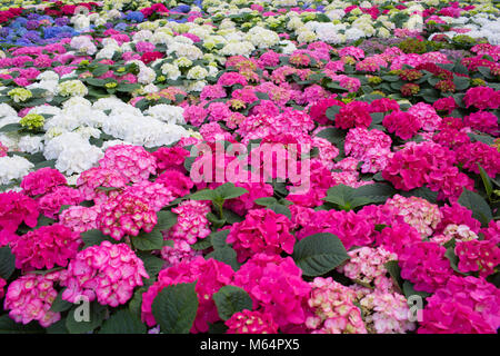 cultivation hydrangea in a greenhouse Stock Photo