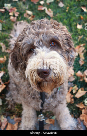 Labradoodle Stock Photo